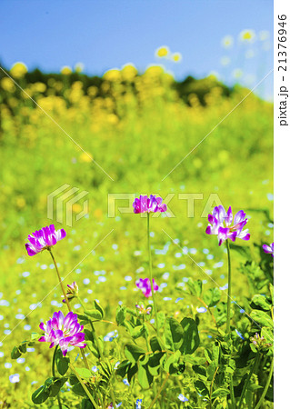 レンゲソウの花と菜の花の写真素材