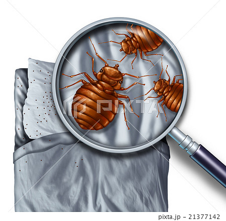Bed Bug Infestation 21377142