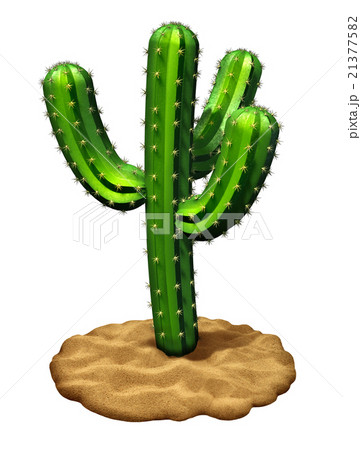 Cactus 21377582