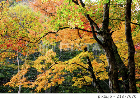 紅葉 紅葉 21377670