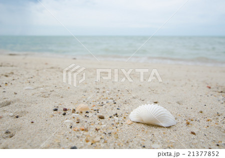 Small white shell on beach sand with blue sky. Small white shell on beach sand with blue sky. 21377852