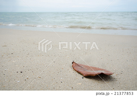 old leaf on beach with blue sky. 21377853