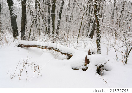 Snow morning forest Snow morning forest 21379798