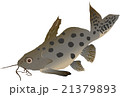 Catfish synodontis (Synodontis ocellifer) 21379893