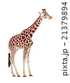 Giraffe (Giraffa camelopardalis) 21379894