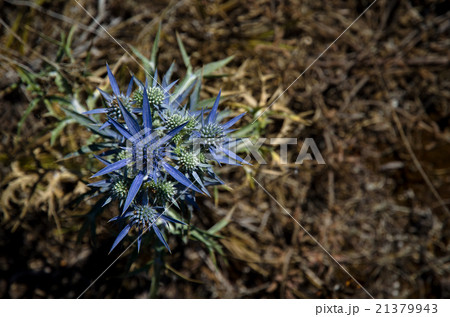 Croatian vegetation flower 21379943