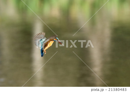 カワセミのホバリング 21380483
