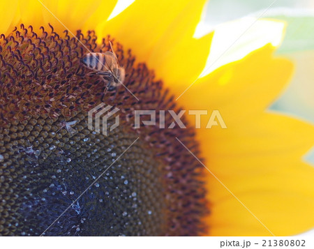 千葉県佐倉市にある佐倉ふるさと広場のひまわりで蜜を集めるミツバチ 千葉県佐倉市にある佐倉ふるさと広場のひまわりで蜜を集めるミツバチ 21380802