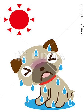 大汗　パグ 21380823