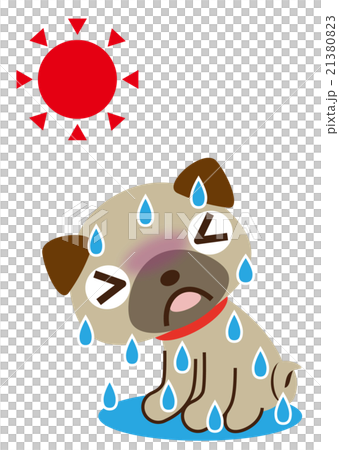 大汗　パグ 21380823