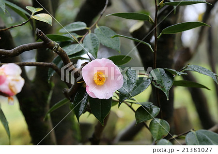 ツバキの花の写真 21381027