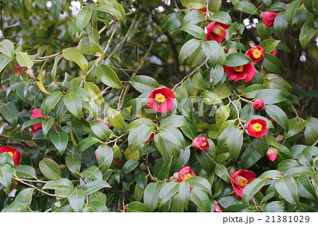 ツバキの花の写真 21381029