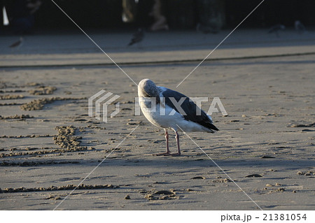 Santa Monica California Beach Bird 21381054