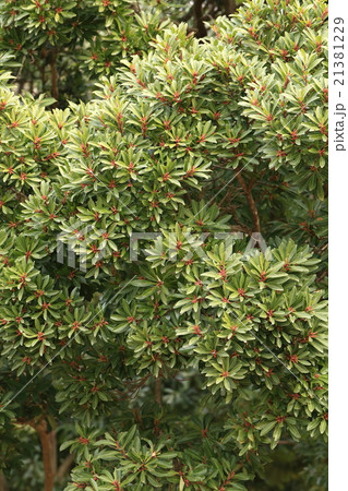 自然 植物 ヤマモモ、三月半ば。目立ちませんがヤマモモの雄花が満開になりました 自然 植物 ヤマモモ、三月半ば。目立ちませんがヤマモモの雄花が満開になりました 21381229