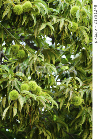 イガグリ 21381249