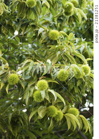 イガグリ イガグリ 21381251