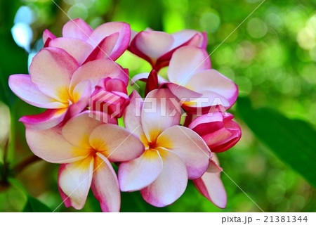 ハワイの休日 21381344