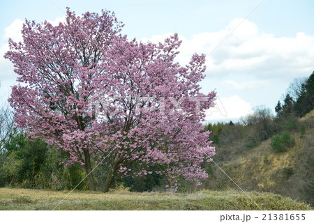 鮮やか満開の桜(香川県高松市香川町) 鮮やか満開の桜(香川県高松市香川町) 21381655