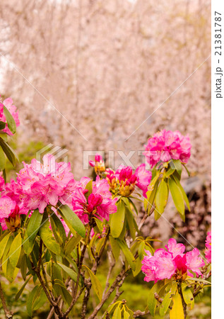 身延山久遠寺のシダレサクラとしゃくなげ 身延山久遠寺のシダレサクラとしゃくなげ 21381787