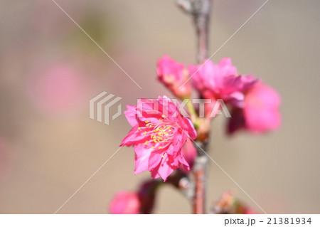 やえざくら 桜 さくら 21381934