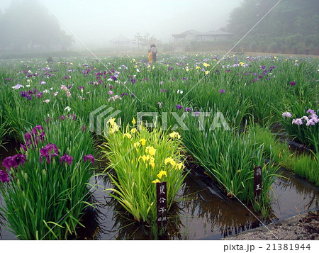 永沢寺の花菖蒲（兵庫県 三田市 霧雨） 21381944