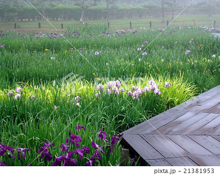 永沢寺の花菖蒲(兵庫県 三田市 霧雨) 永沢寺の花菖蒲(兵庫県 三田市 霧雨) 21381953