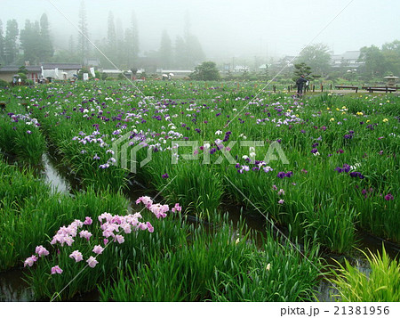 永沢寺の花菖蒲（兵庫県 三田市 霧雨） 21381956