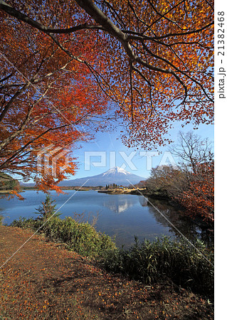 紅葉の田貫湖と富士山 縦 の写真素材