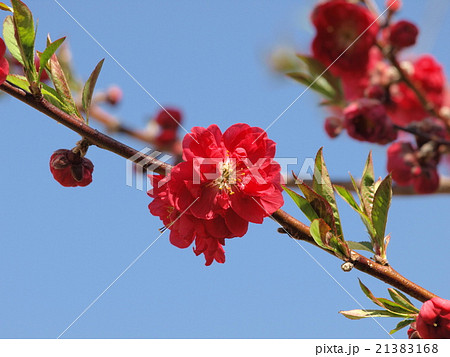 赤い桃の花 赤い桃の花 21383168