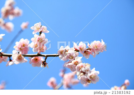 青空と梅の花 青空と梅の花 21383192