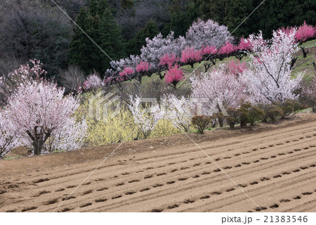 春の耕作畑 21383546