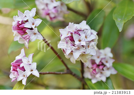 ジンチョウゲの花 21383913