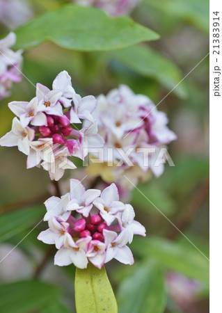 ジンチョウゲの花 21383914