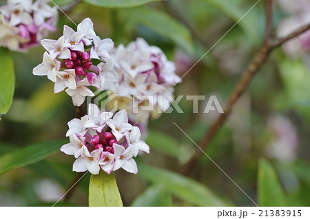 ジンチョウゲの花 21383915