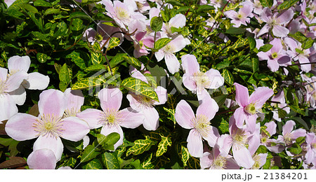 四枚花びらのクレマチス モンタナルーベンスの写真素材
