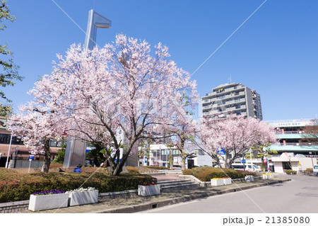 岩倉駅西口　駅前ロータリーのさくら 21385080