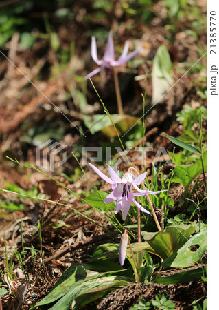 香嵐渓のカタクリ 香嵐渓のカタクリ 21385770
