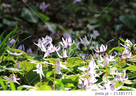香嵐渓のカタクリ 香嵐渓のカタクリ 21385771