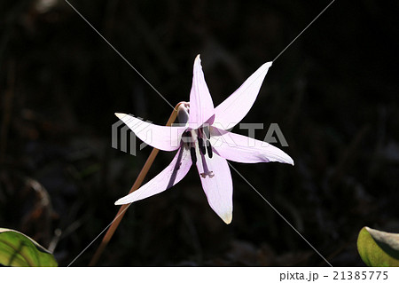 香嵐渓のカタクリ 21385775