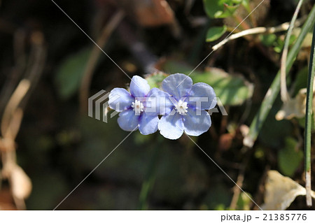 ヤマルリソウの花 21385776