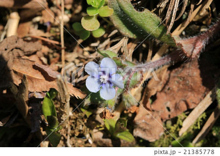 ヤマルリソウの花 21385778