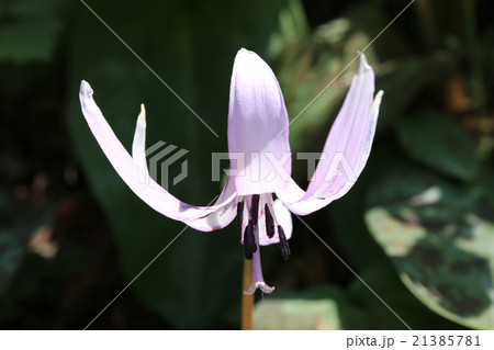 香嵐渓のカタクリ 21385781