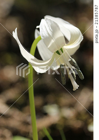 香嵐渓のカタクリ／白色 21385787