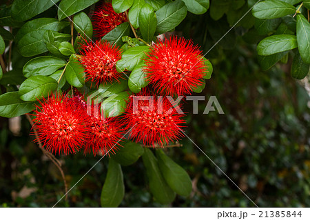 Flower Bush willow on tree. 21385844