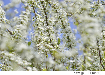 ユキヤナギの花 ユキヤナギの花 21385969