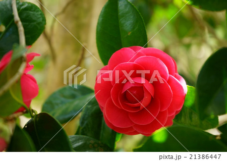 薔薇のような八重椿・ヒオトメ（紅乙女）１ 21386447
