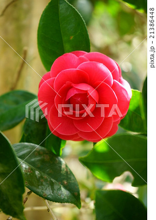 薔薇のような八重椿・ヒオトメ（紅乙女）２ 21386448