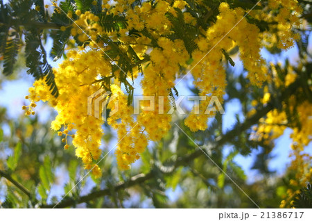 輝くミモザ(銀葉アカシア) 輝くミモザ(銀葉アカシア) 21386717