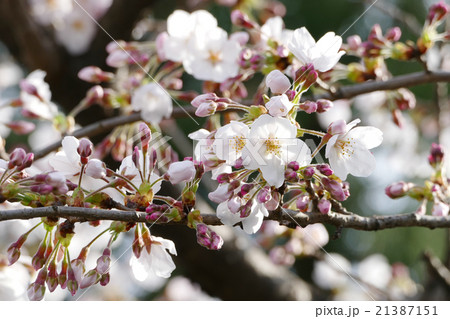 ソメイヨシノ 21387151