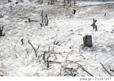 Forest fire burning charcoal remaining stump. Forest fire burning charcoal remaining stump. 21387247